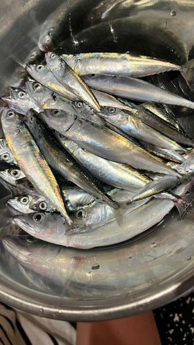 サバの釣果