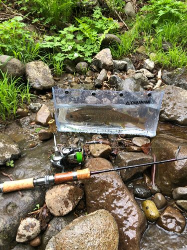 イワナの釣果