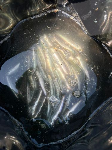 カタクチイワシ