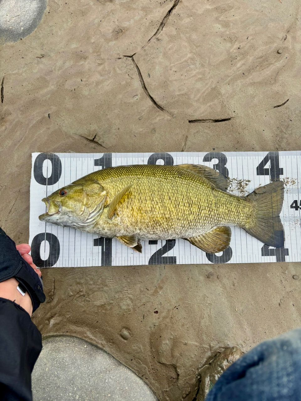 スモールマウスバス