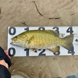 スモールマウスバス