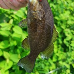 スモールマウスバス