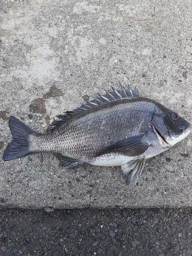 クロダイの釣果