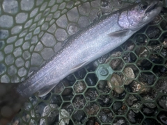 イワナの釣果