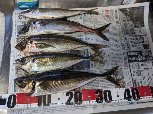 アジの釣果