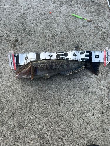 アイナメの釣果