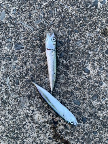 サバの釣果