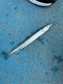サヨリの釣果