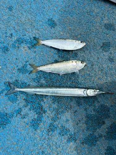サッパの釣果