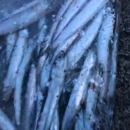 カタクチイワシ