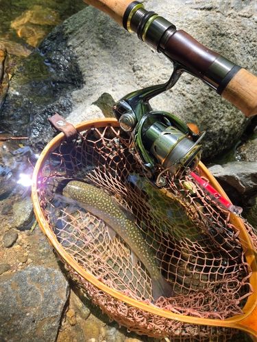 イワナの釣果