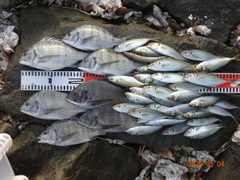 チヌの釣果
