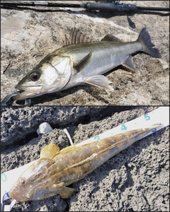 マゴチの釣果