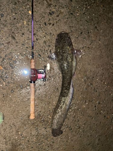 ナマズの釣果