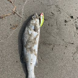 セイゴ（タイリクスズキ）