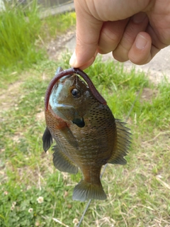 ブルーギルの釣果