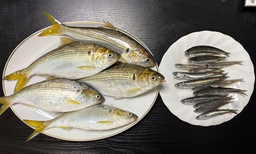 コノシロ