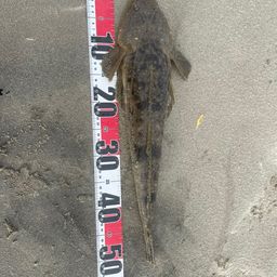 セイゴ（タイリクスズキ）