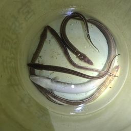アナゴ