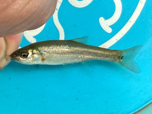 アブラハヤの釣果