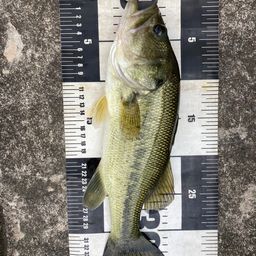 ラージマウスバス