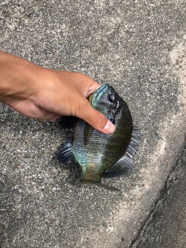ブルーギルの釣果