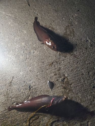 エゾイソアイナメ