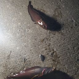 エゾイソアイナメ