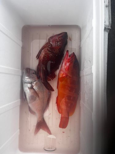 アカハタの釣果