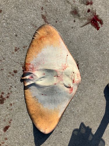 アカエイの釣果