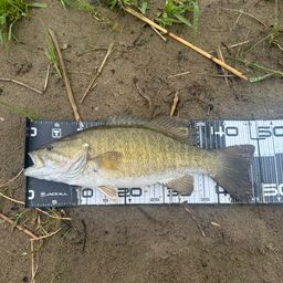 スモールマウスバス