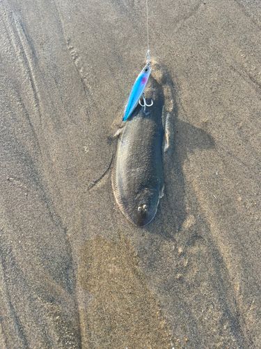 シタビラメの釣果