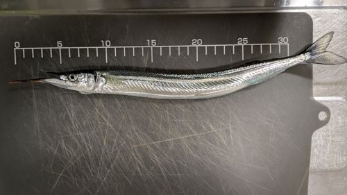 サヨリの釣果