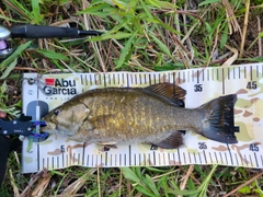 スモールマウスバスの釣果