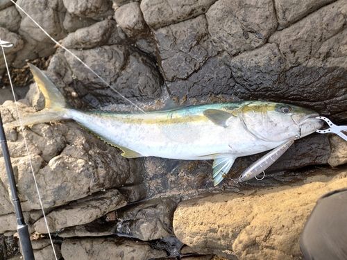ヒラマサの釣果