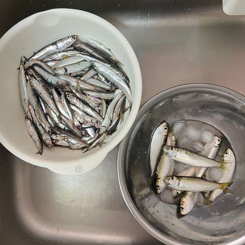 カタクチイワシの釣果