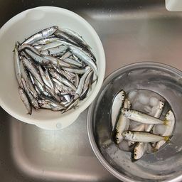 カタクチイワシ