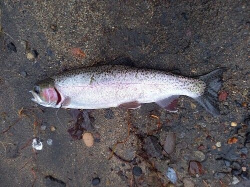 ニジマスの釣果