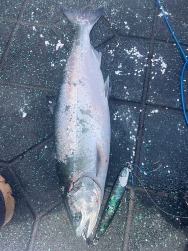 サクラマスの釣果