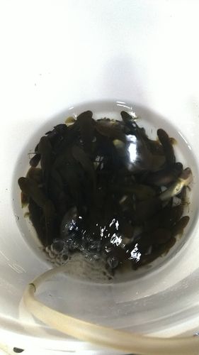 ウロハゼの釣果