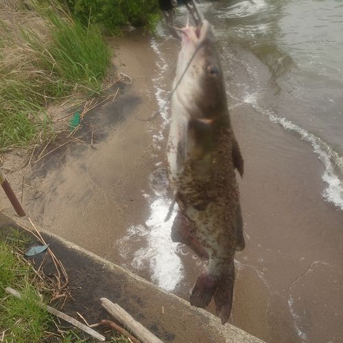 アメリカナマズの釣果