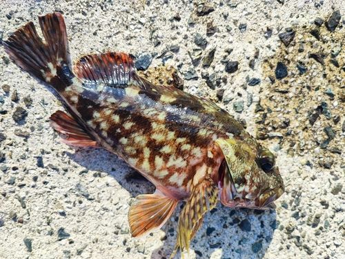 カサゴの釣果