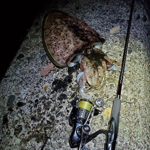 モンゴイカの釣果