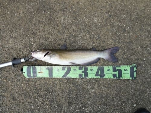 アメリカナマズの釣果
