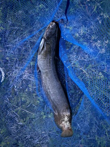 ナマズの釣果