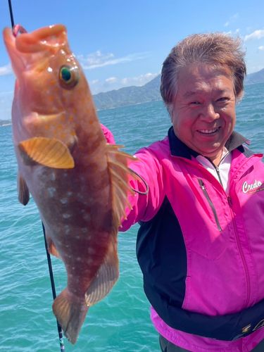 アコウの釣果