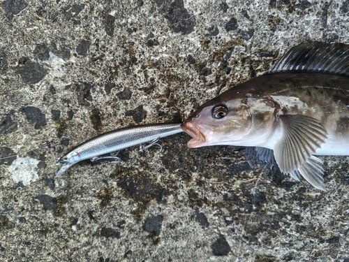 ホッケの釣果