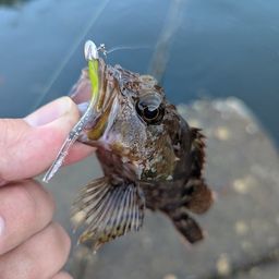 アラカブ