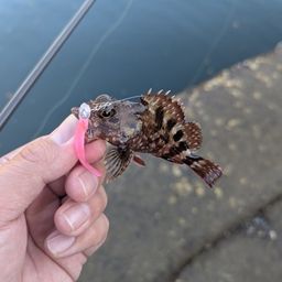 アラカブ