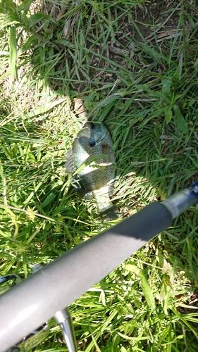 ブルーギルの釣果